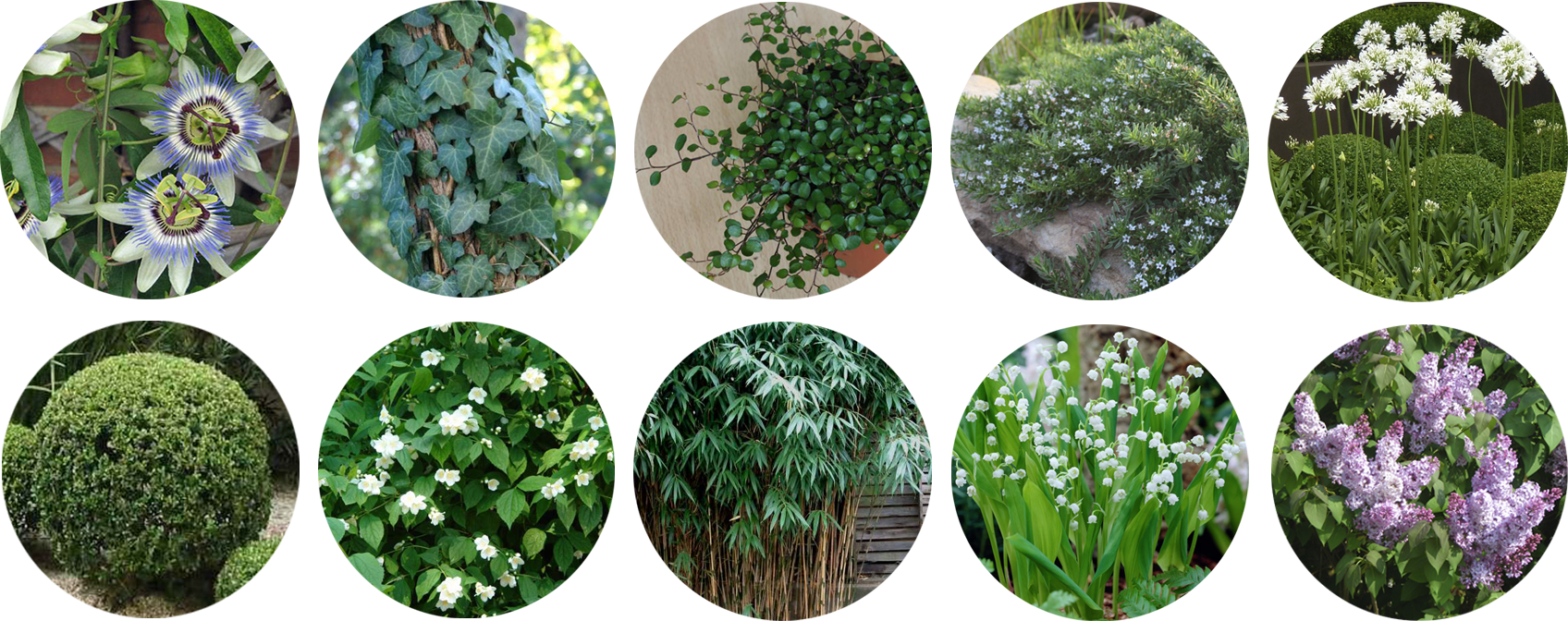 Terraza mimi plantas.png